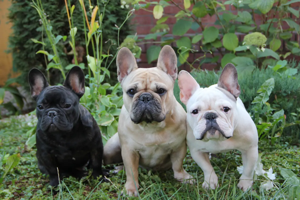 Croquette chien Bouledogue Français : guide et comparatif 2026