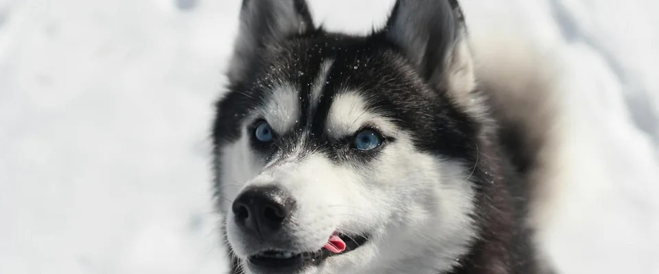 Croquette chien Husky : alimentation adaptée au Husky de Sibérie