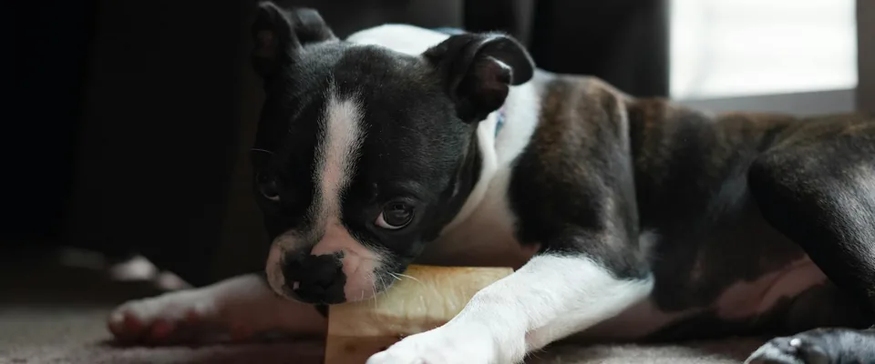 Croquette chien insuffisance rénale : quelles sont les vraies règles ?