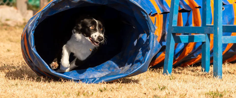 Croquette chien sportif : le guide indépendant pour bien choisir